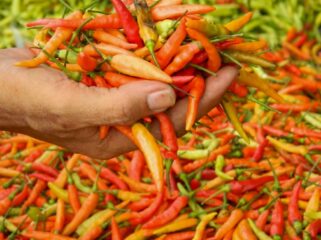 Dengan sistem klaster, harga cabai rawit di Kabupaten Lumajang cenderung stabil.