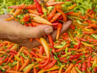 Dengan sistem klaster, harga cabai rawit di Kabupaten Lumajang cenderung stabil.