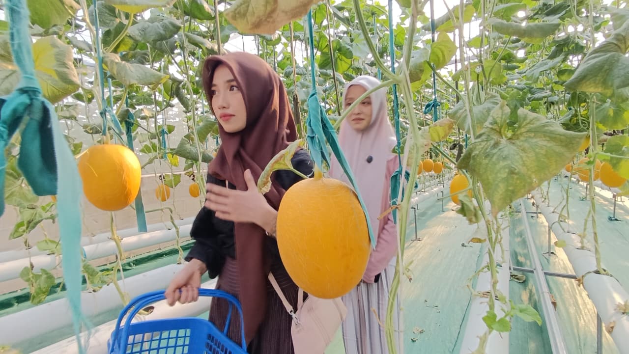PETIK LANGSUNG: Pengunjung sedang petik langsung buah melon yang dibudidayakan di Greenhouse Tanjoeng Farm Paiton Probolinggo. (foto: Istimewa)